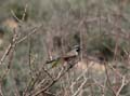 Grand Canyon - Black-chinned Sparrow